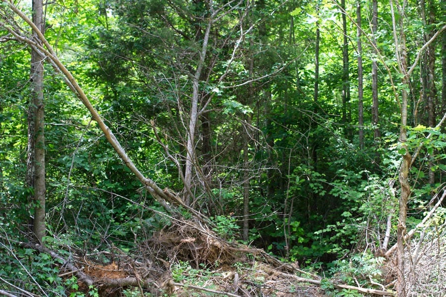 Bluebird Ranch Tract 20 photo 13