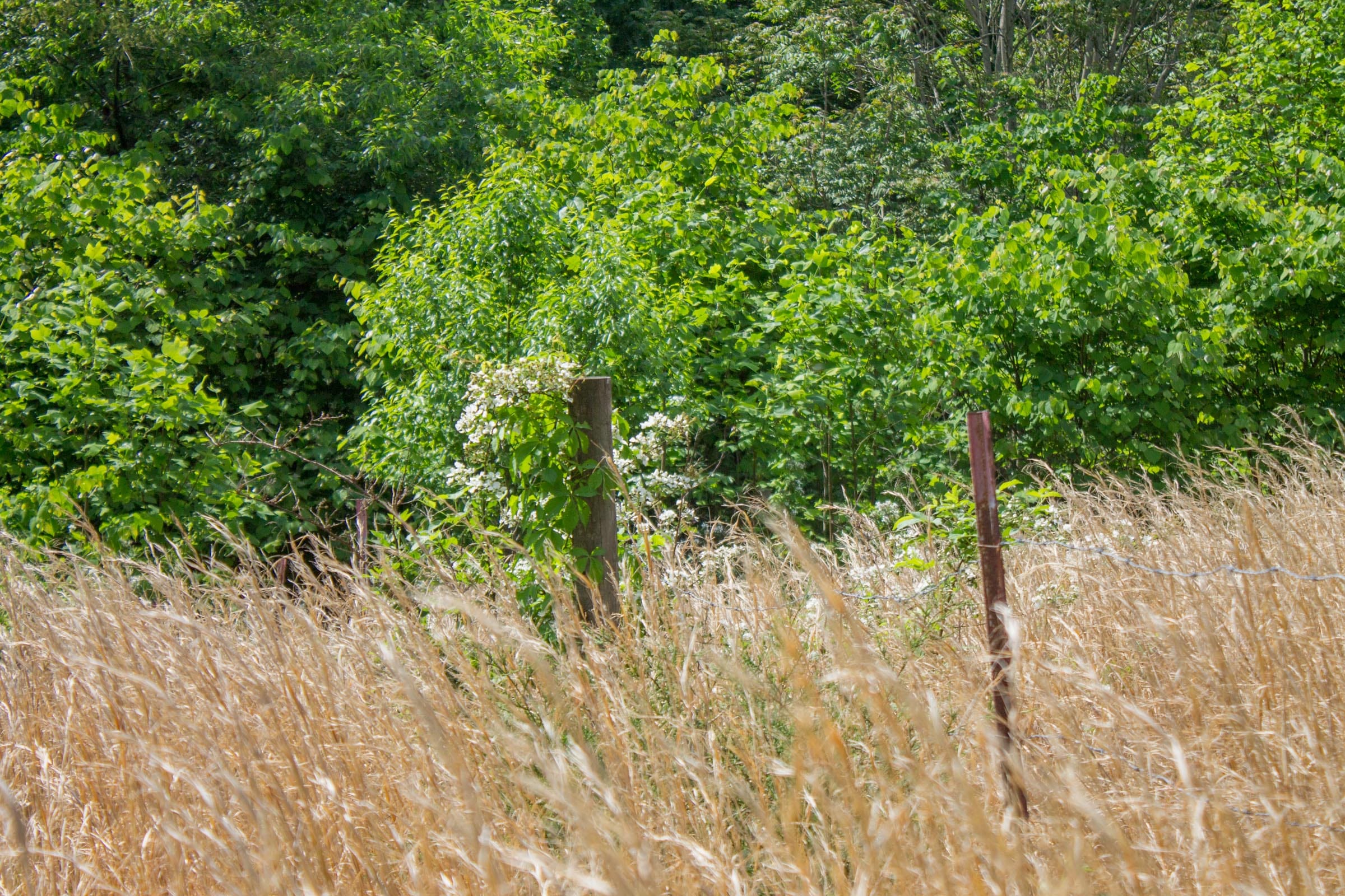 Laurel Ridge Tract 6 photo 3