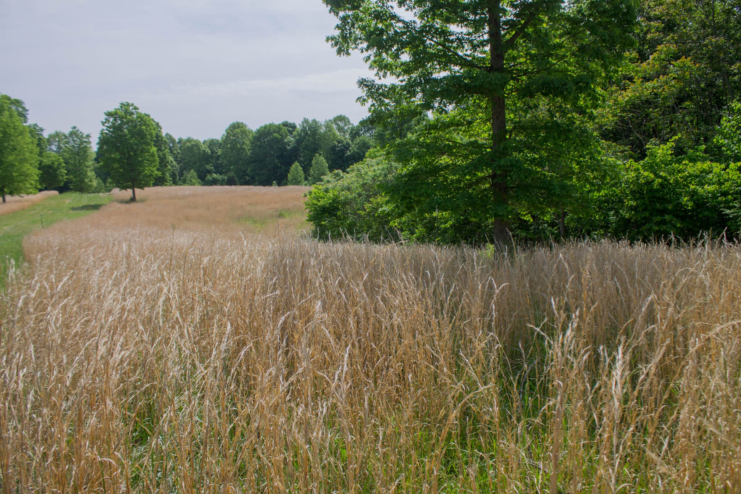 Laurel Ridge Tract 6 photo 4