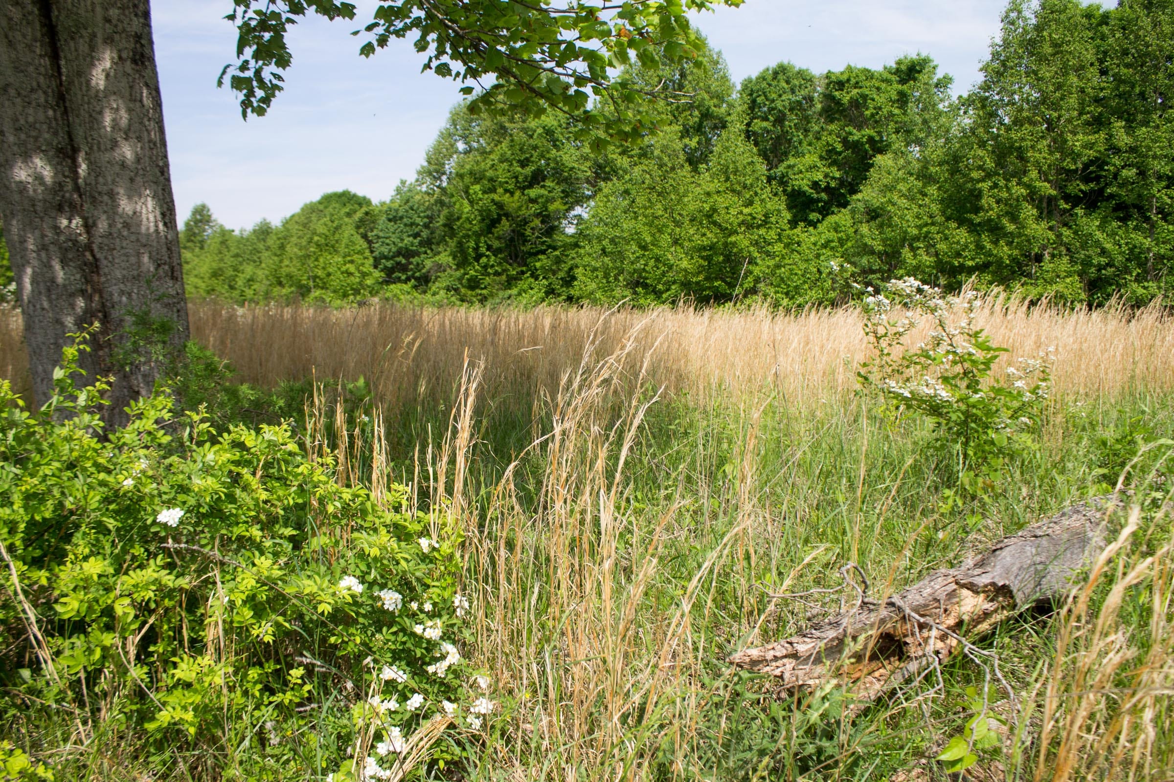 Laurel Ridge Tract 6 photo 7