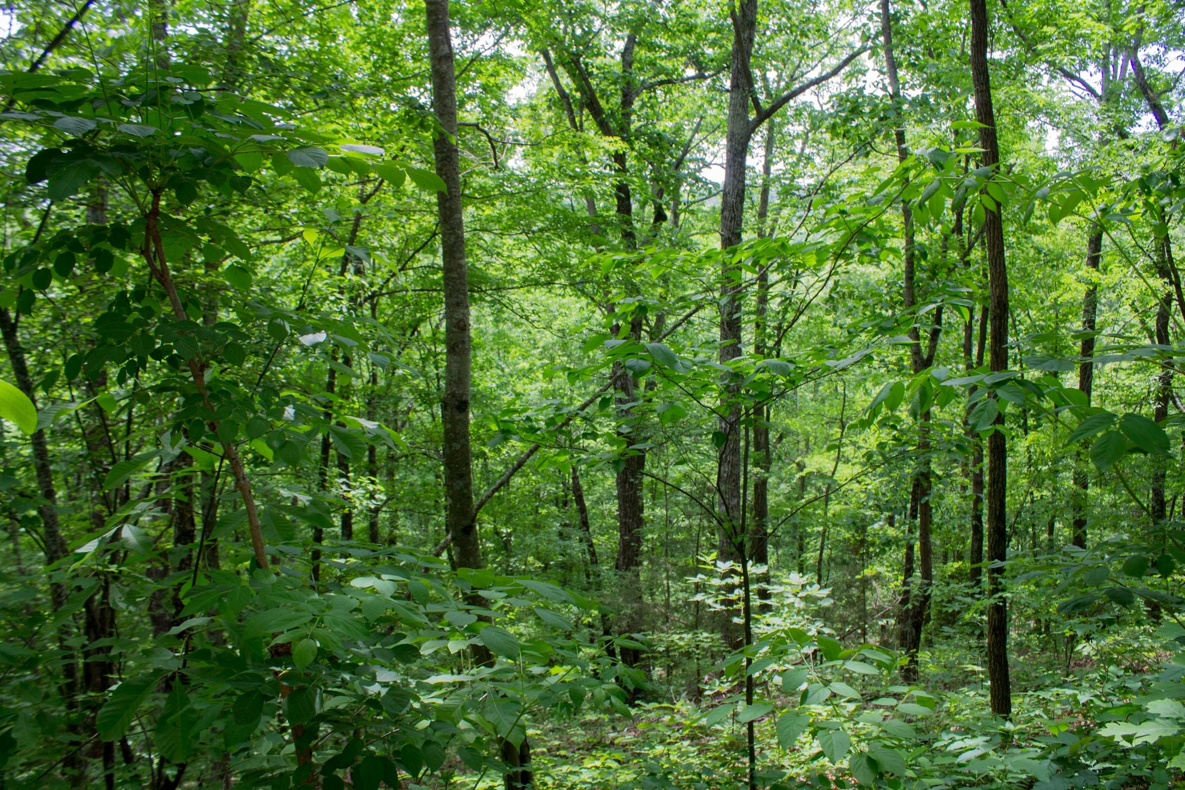 Laurel Ridge Tract 6 photo 8