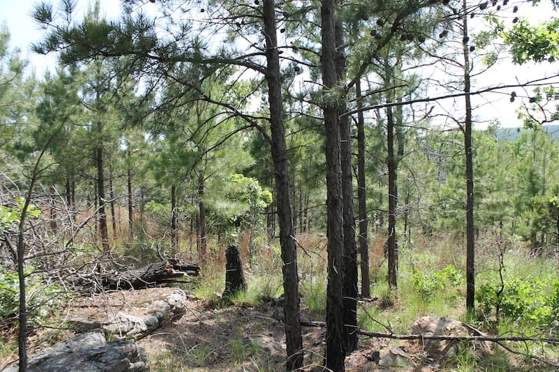Indian Ridge – Phase II Tract 47 photo 2