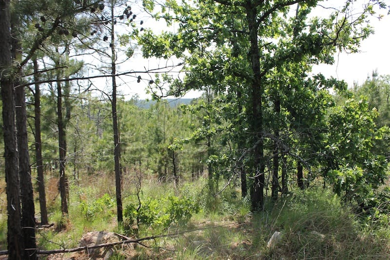 Indian Ridge – Phase II Tract 47 photo 3