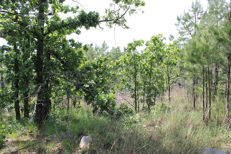 Indian Ridge – Phase II Tract 47 photo 4