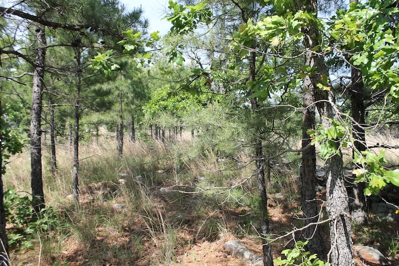 Indian Ridge – Phase II Tract 47 photo 5