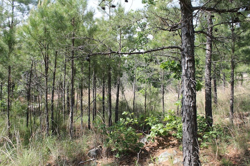 Indian Ridge – Phase II Tract 47 photo 6