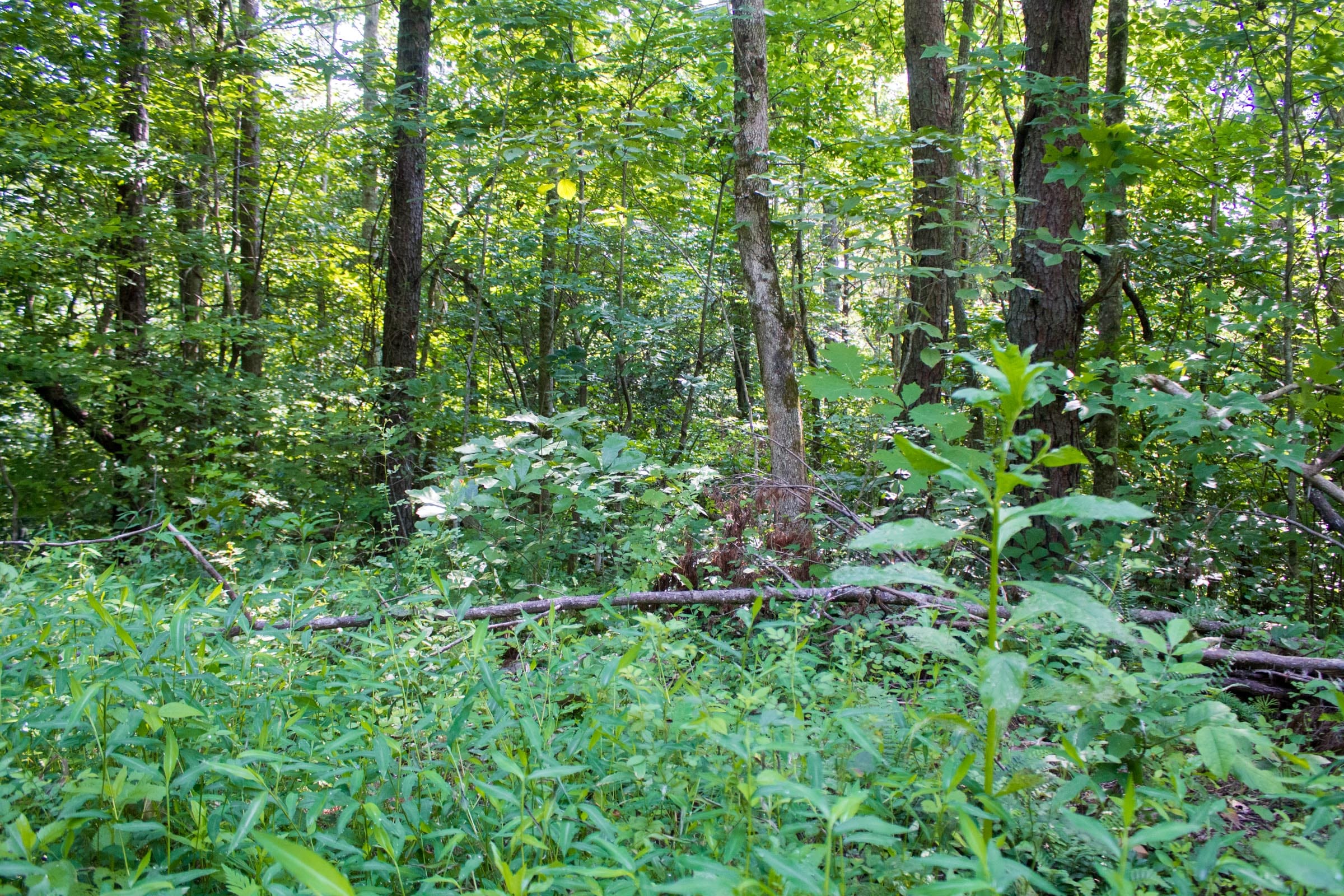 Bluewater Ridge Tract 22 photo 13