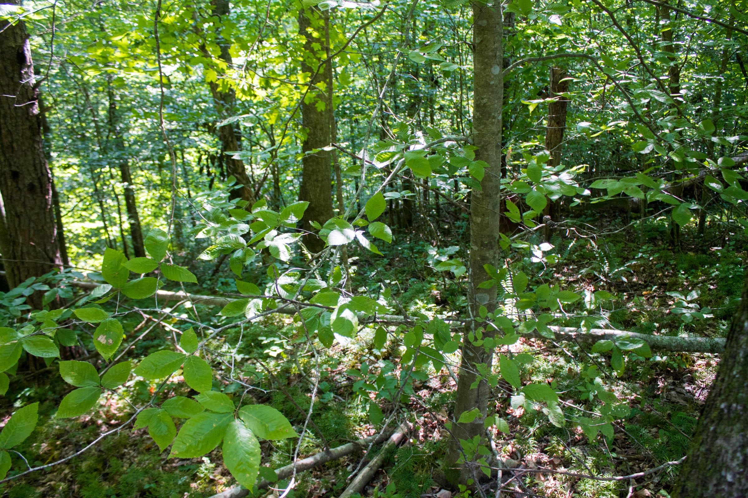 Bluewater Ridge Tract 22 photo 15