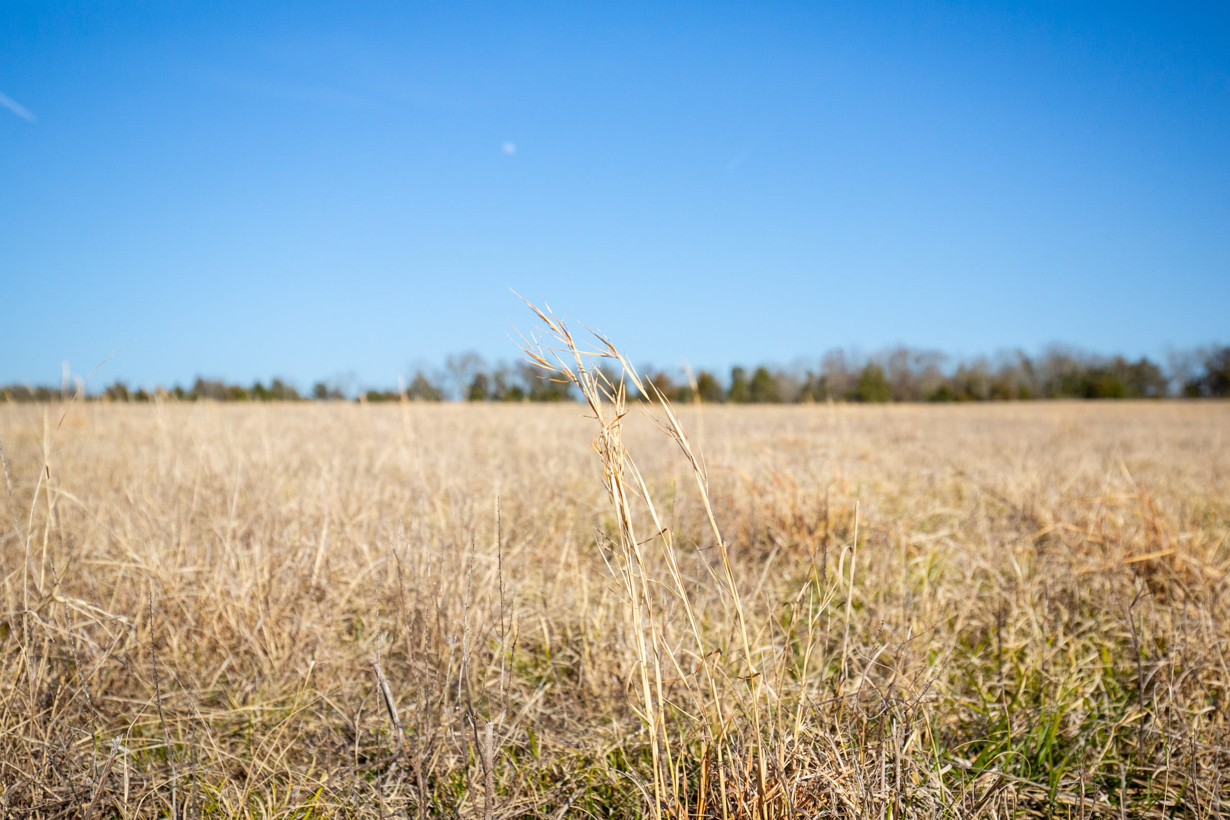 Wishing Star Ranch Tract 80 photo 9