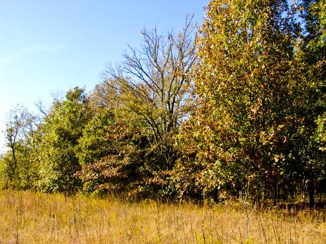 Saddlebrook Ranch Tract 21 photo 3