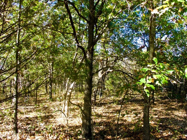 Saddlebrook Ranch Tract 21 photo 4