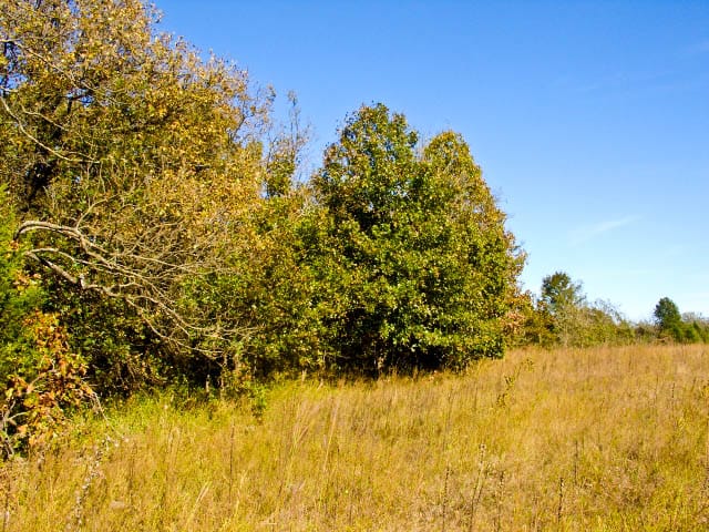 Saddlebrook Ranch Tract 21 photo 5