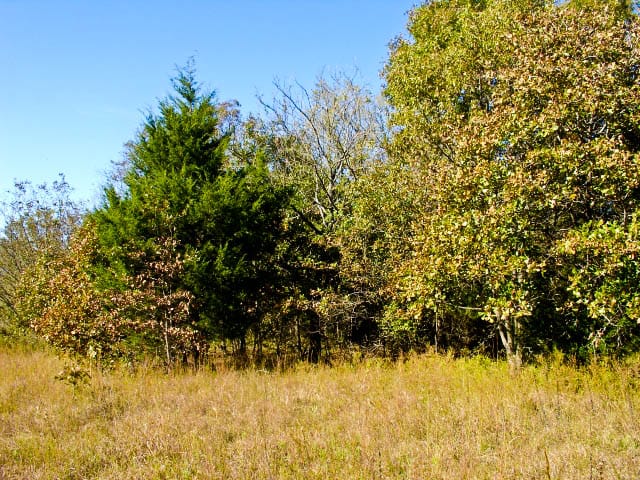 Saddlebrook Ranch Tract 21 photo 6