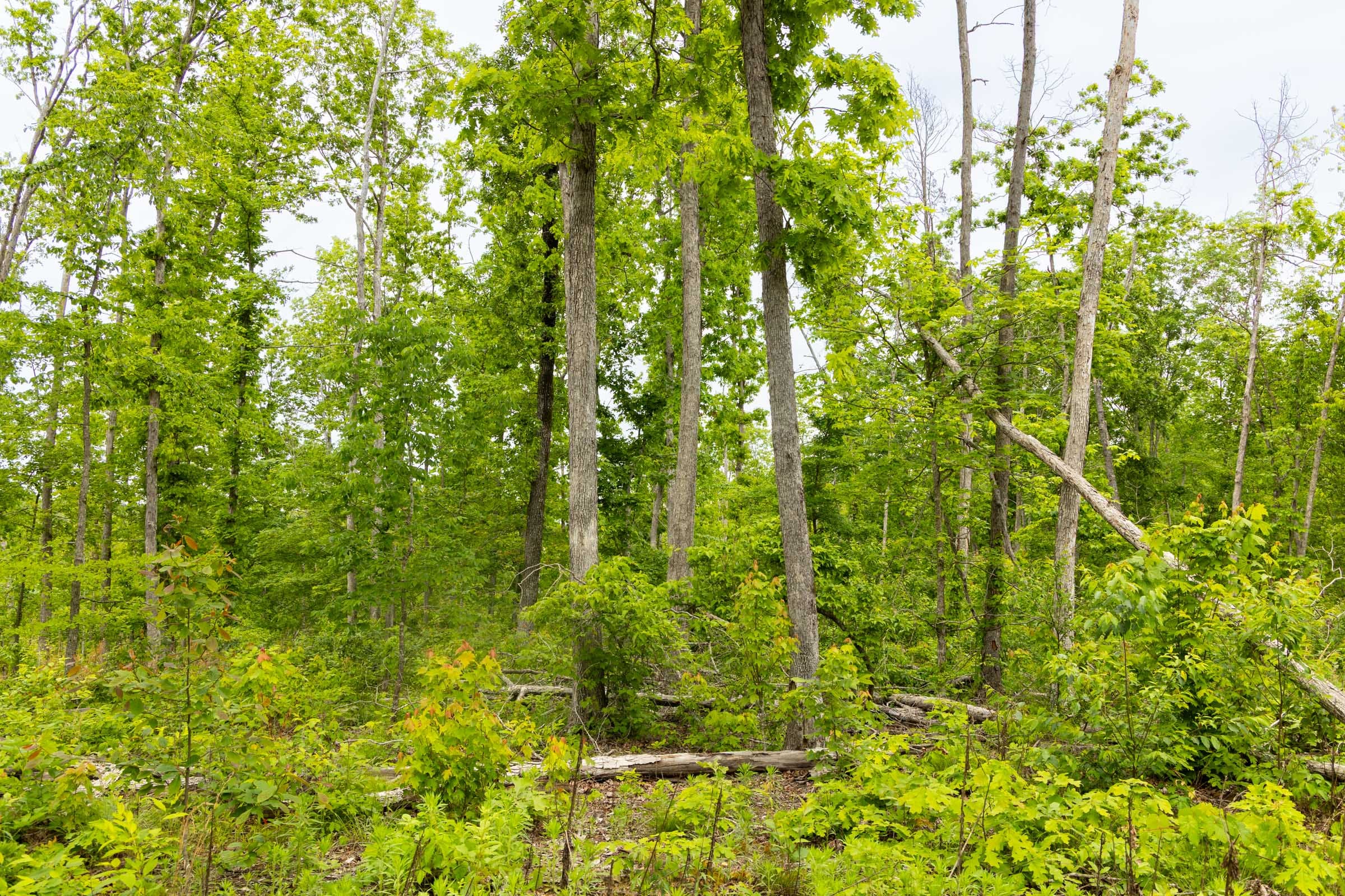 Stardust Estates photo 8