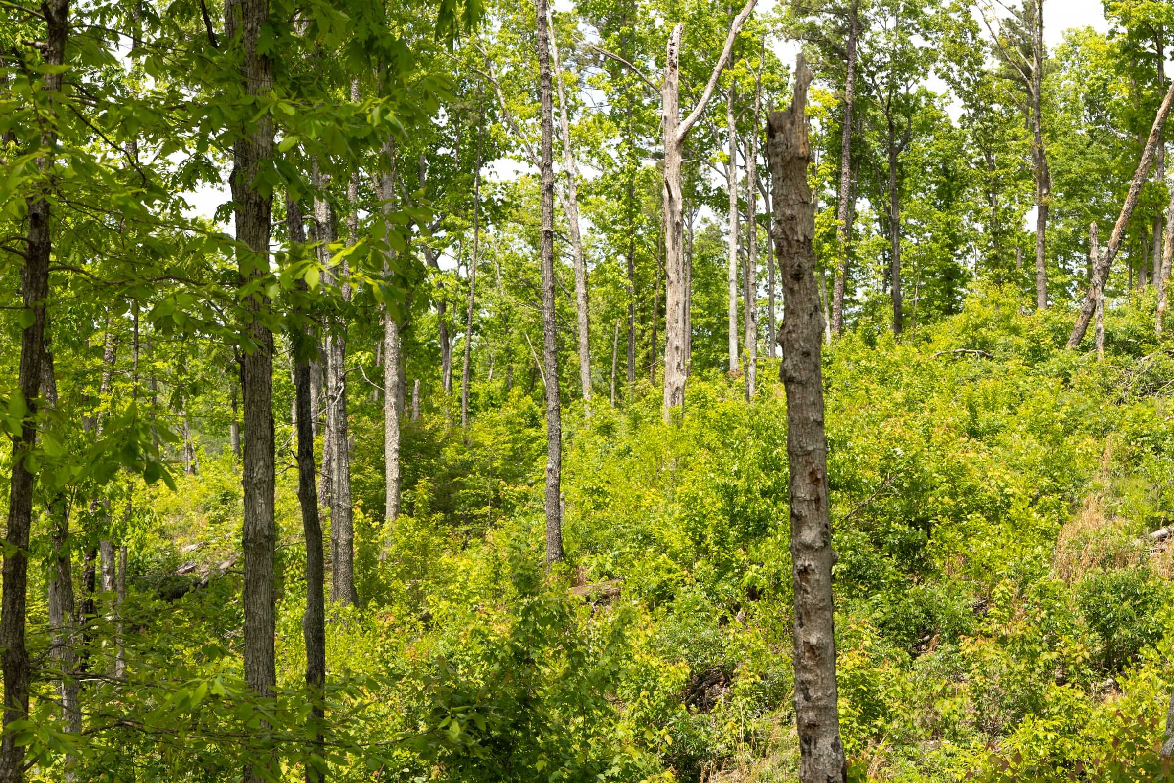Stardust Estates photo 9