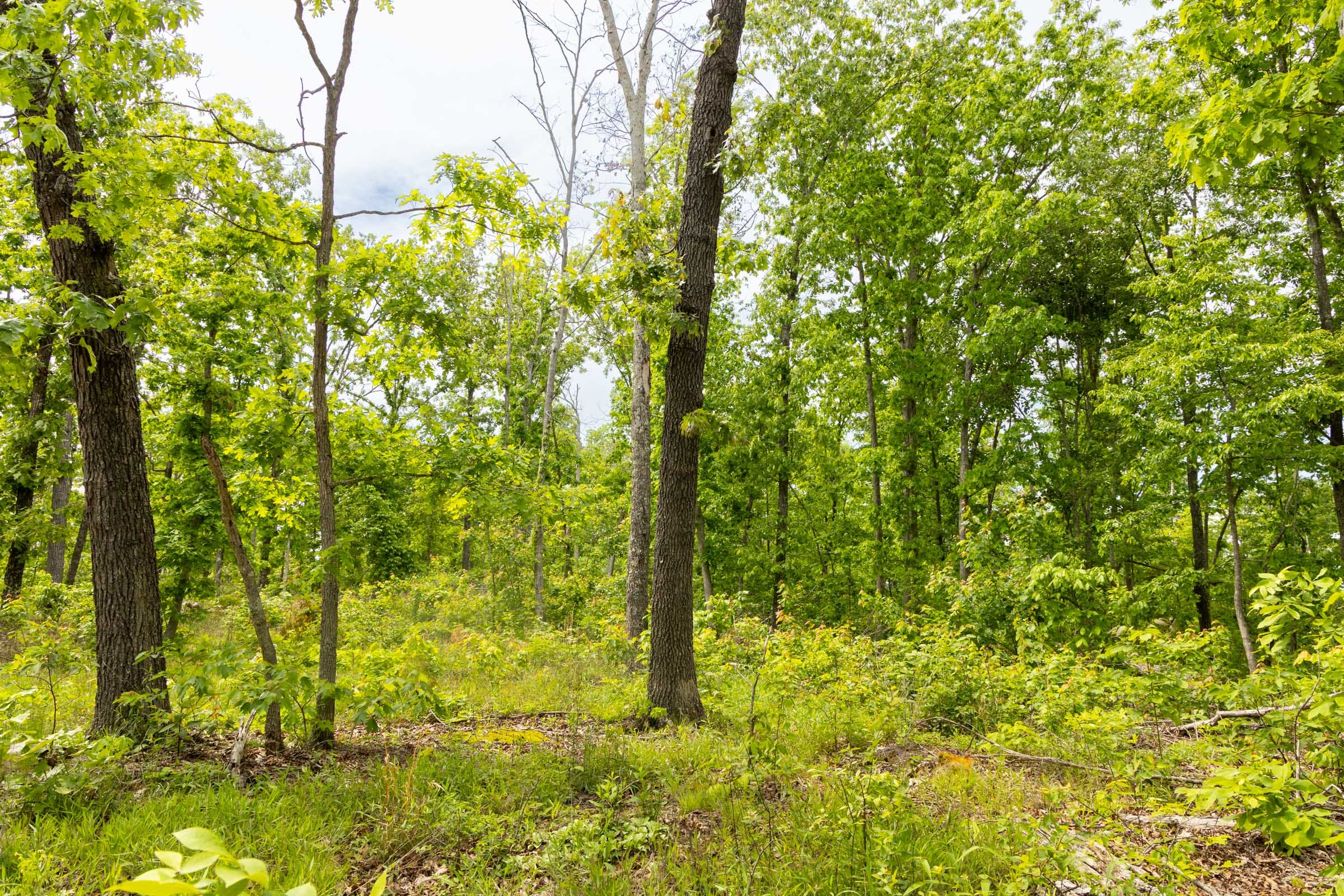 Stardust Estates photo 11