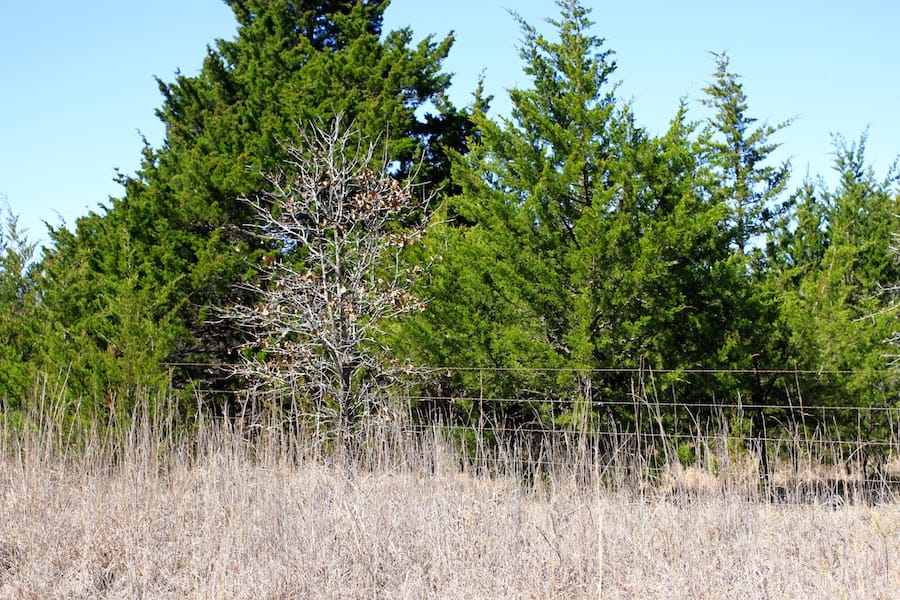 Montgomery Ranch Tract 7 photo 5