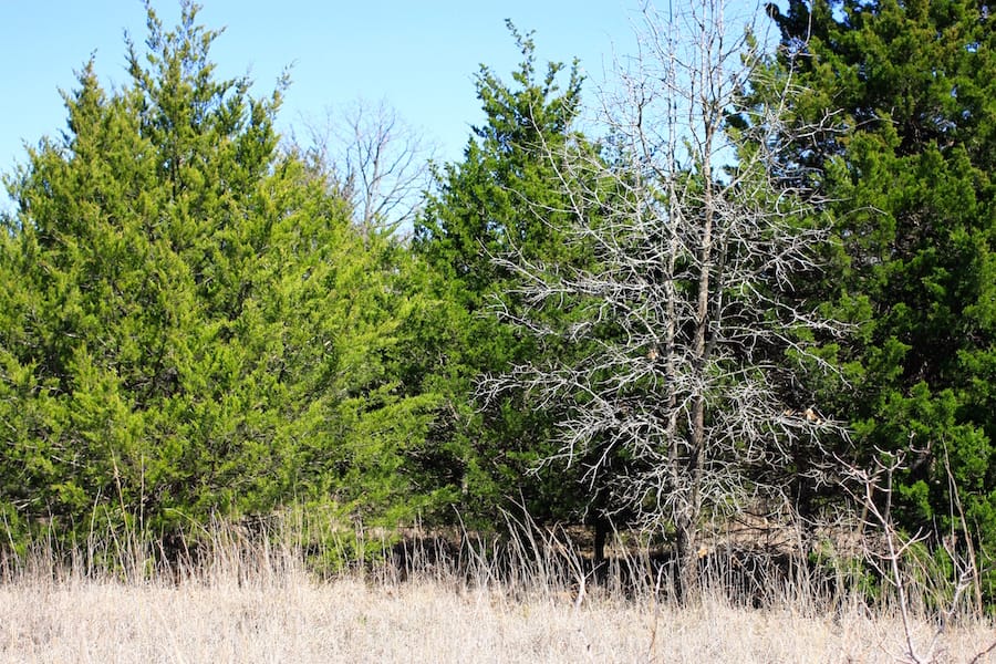 Montgomery Ranch Tract 7 photo 6