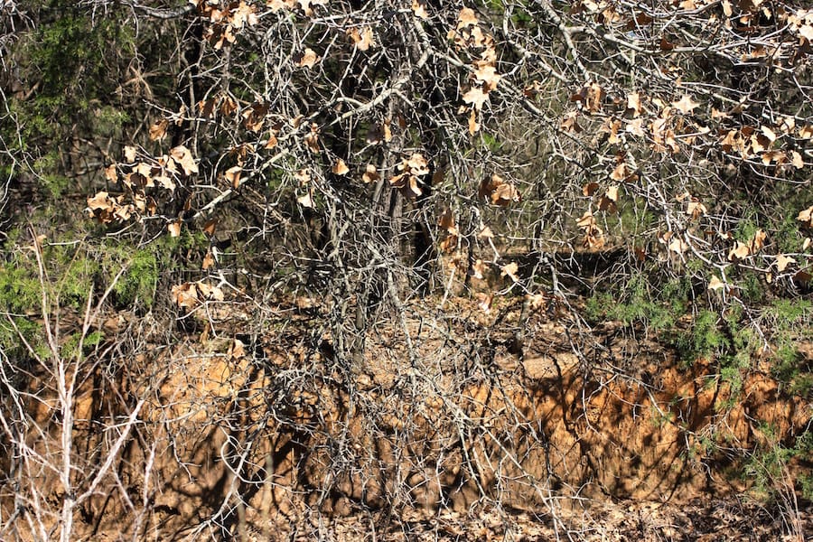 Montgomery Ranch Tract 7 photo 9