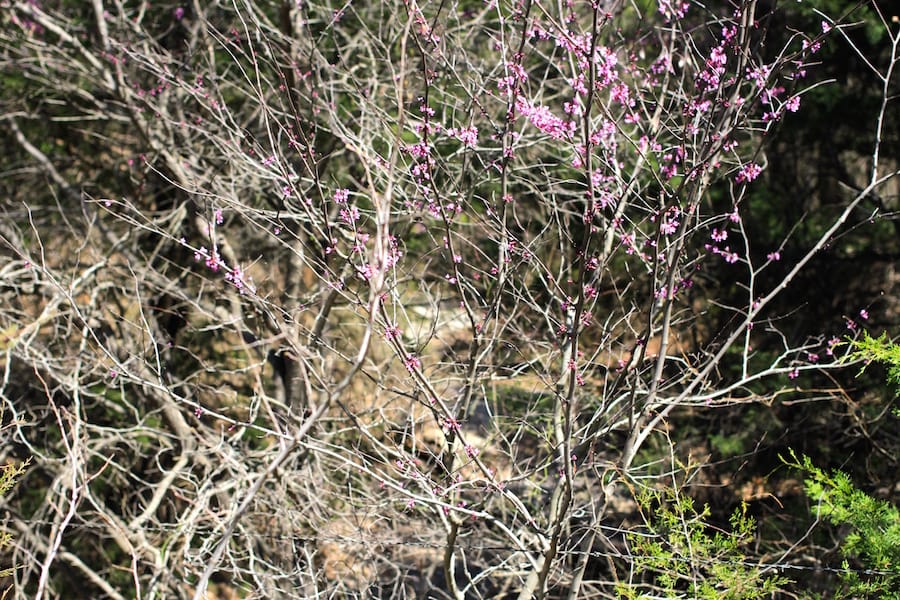 Montgomery Ranch Tract 7 photo 10
