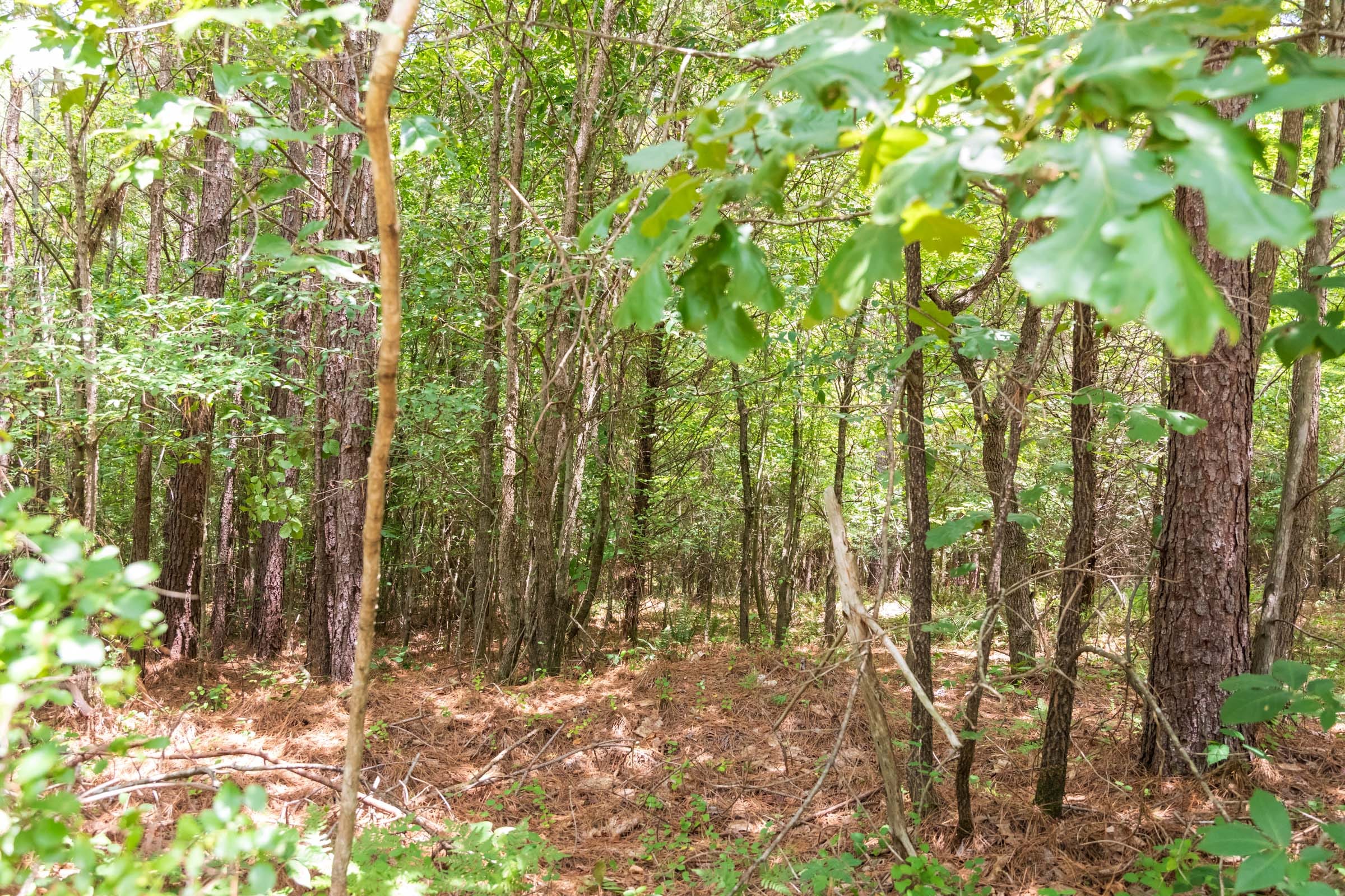 Whiskey Ridge Tract 51 photo 4