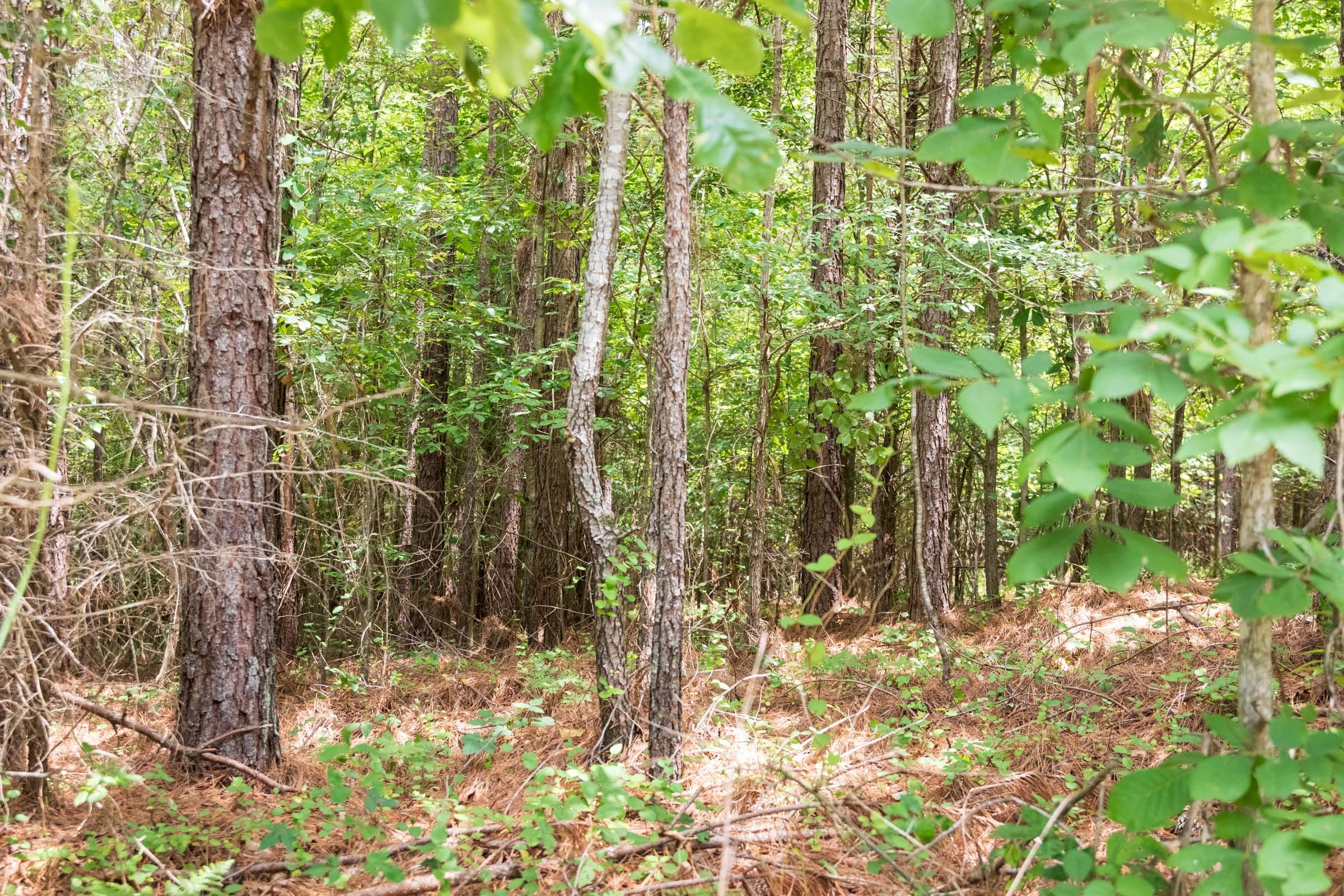 Whiskey Ridge Tract 51 photo 6