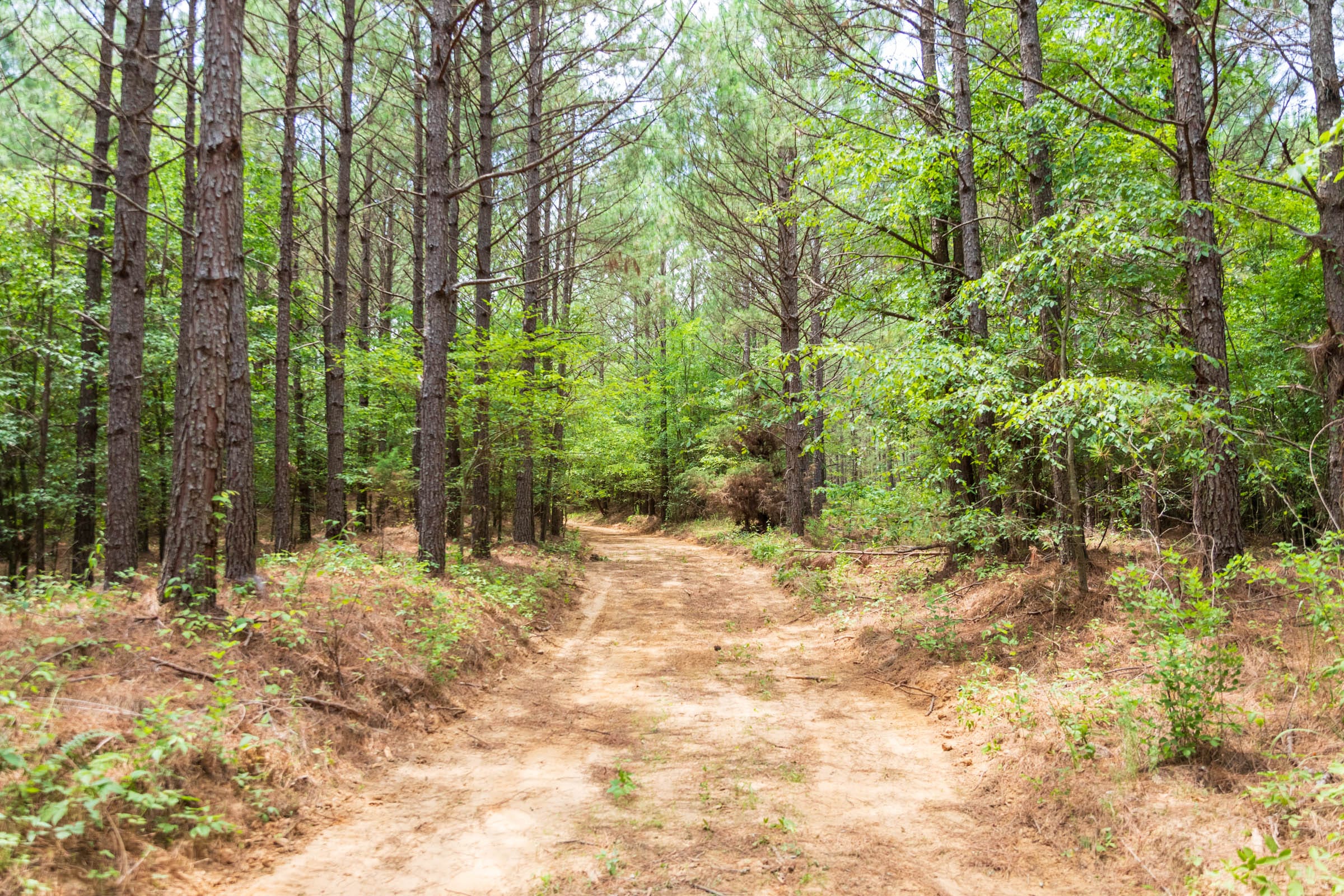 Whiskey Ridge Tract 51 photo 8