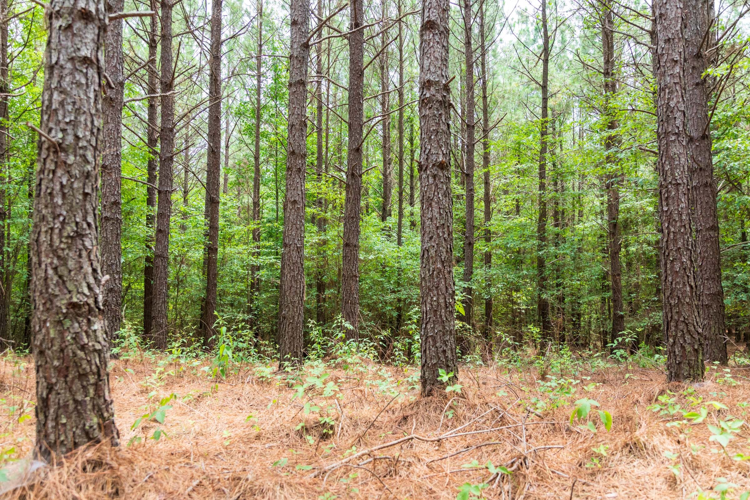 Whiskey Ridge Tract 51 photo 5
