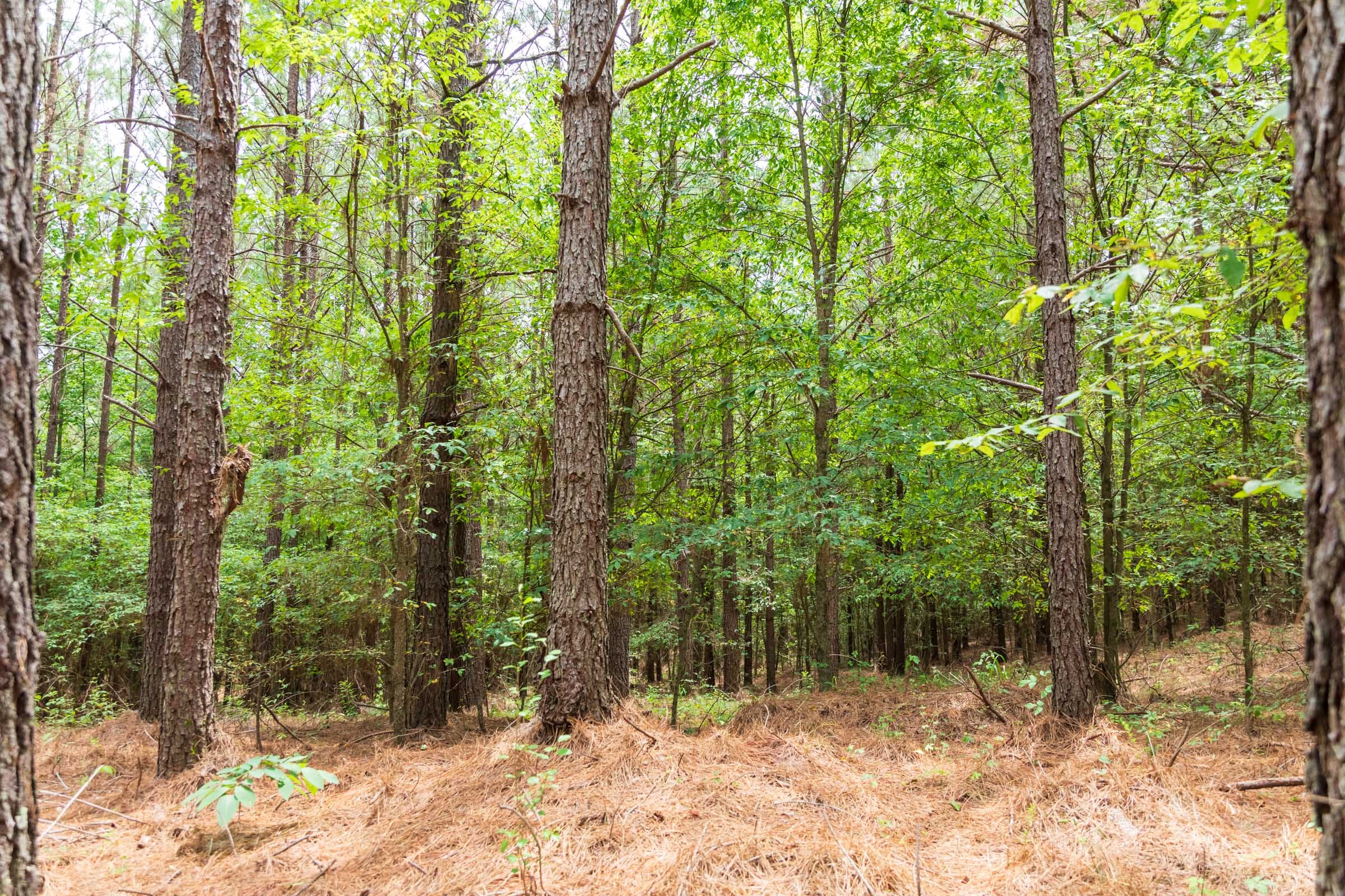 Whiskey Ridge Tract 51 photo 9