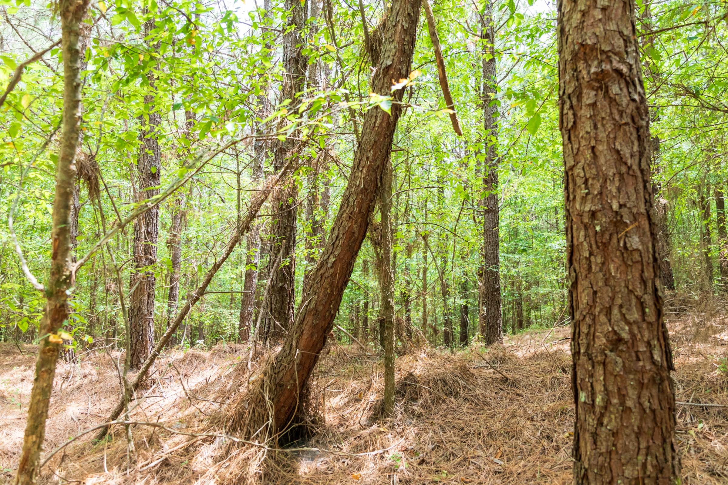 Whiskey Ridge Tract 51 photo 3
