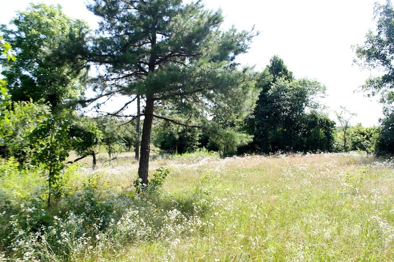 Green Mountain Ranch Tract 10 photo 4