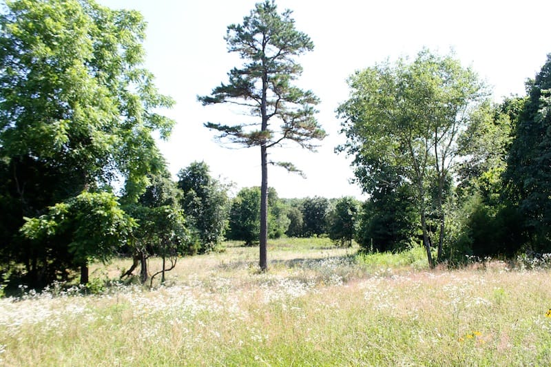 Green Mountain Ranch Tract 10 photo 5