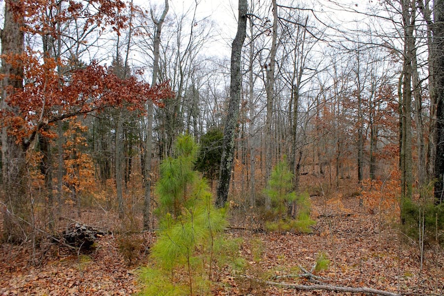 The Tennessean Tract 38 photo 3