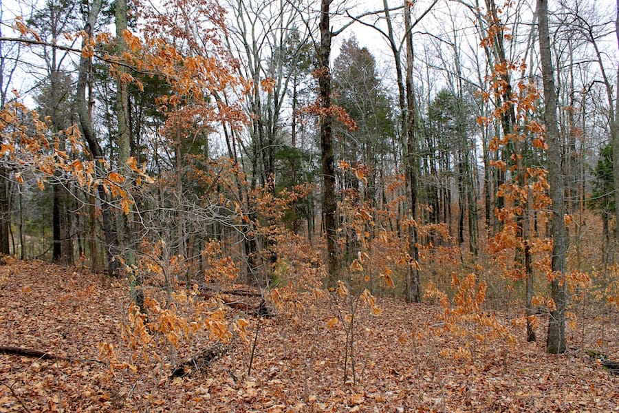 The Tennessean Tract 38 photo 4