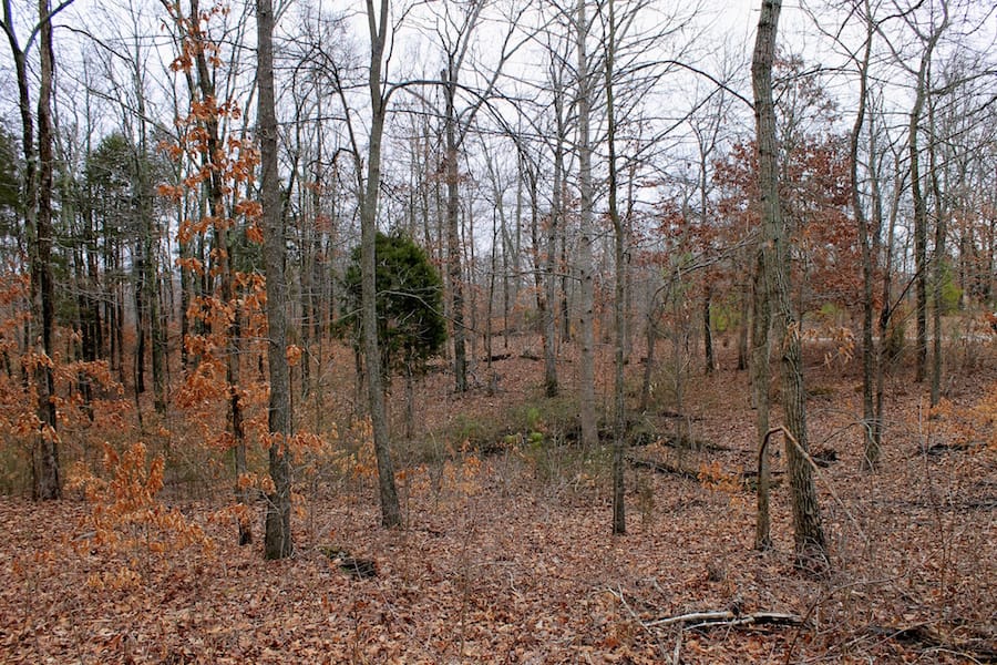 The Tennessean Tract 38 photo 5