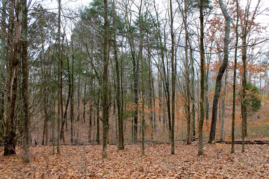 The Tennessean Tract 38 photo 8
