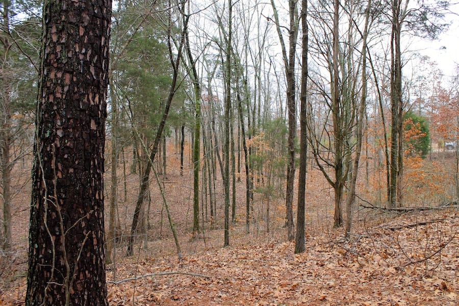 The Tennessean Tract 38 photo 9