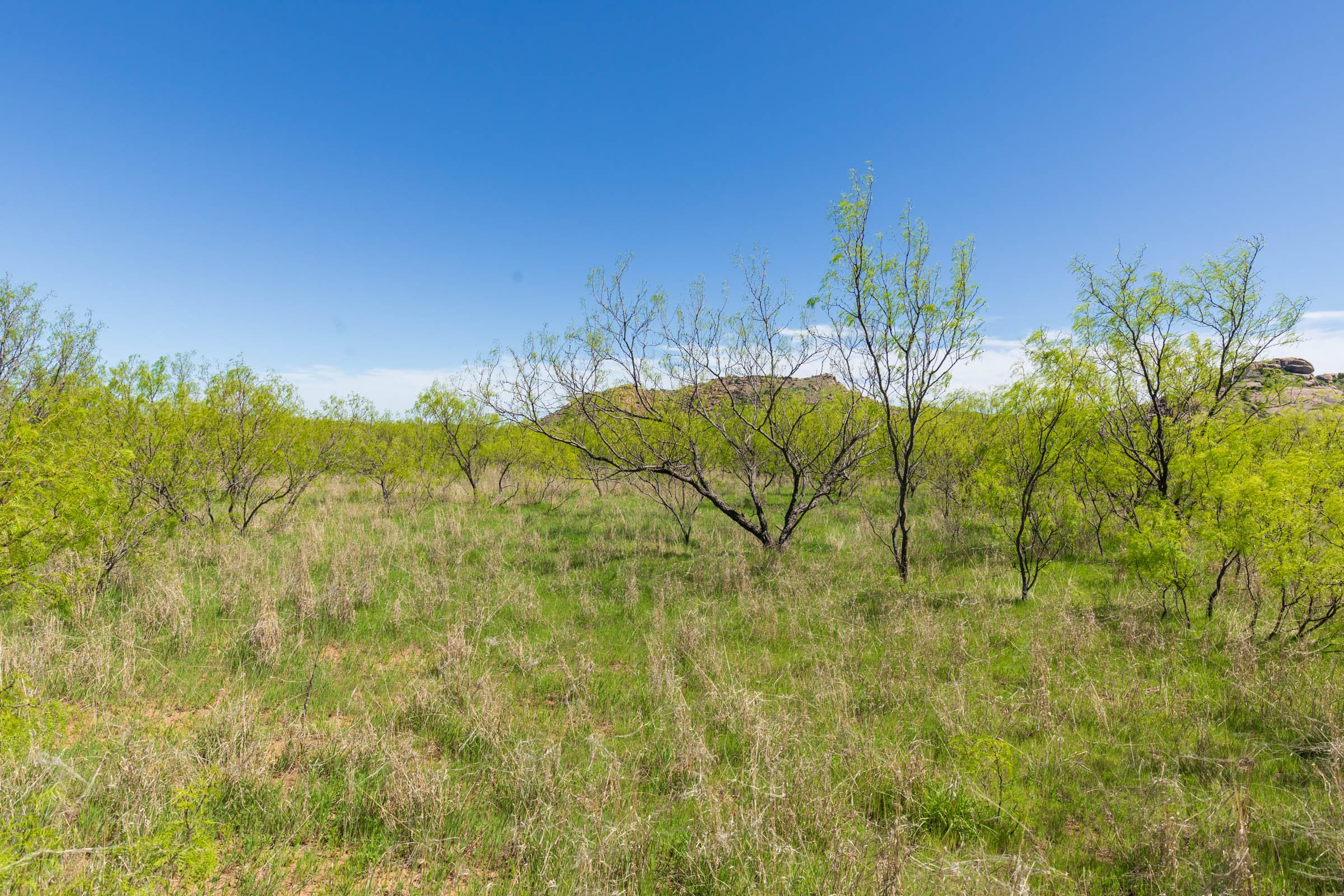 Hackberry Fields Tract 20 photo 4