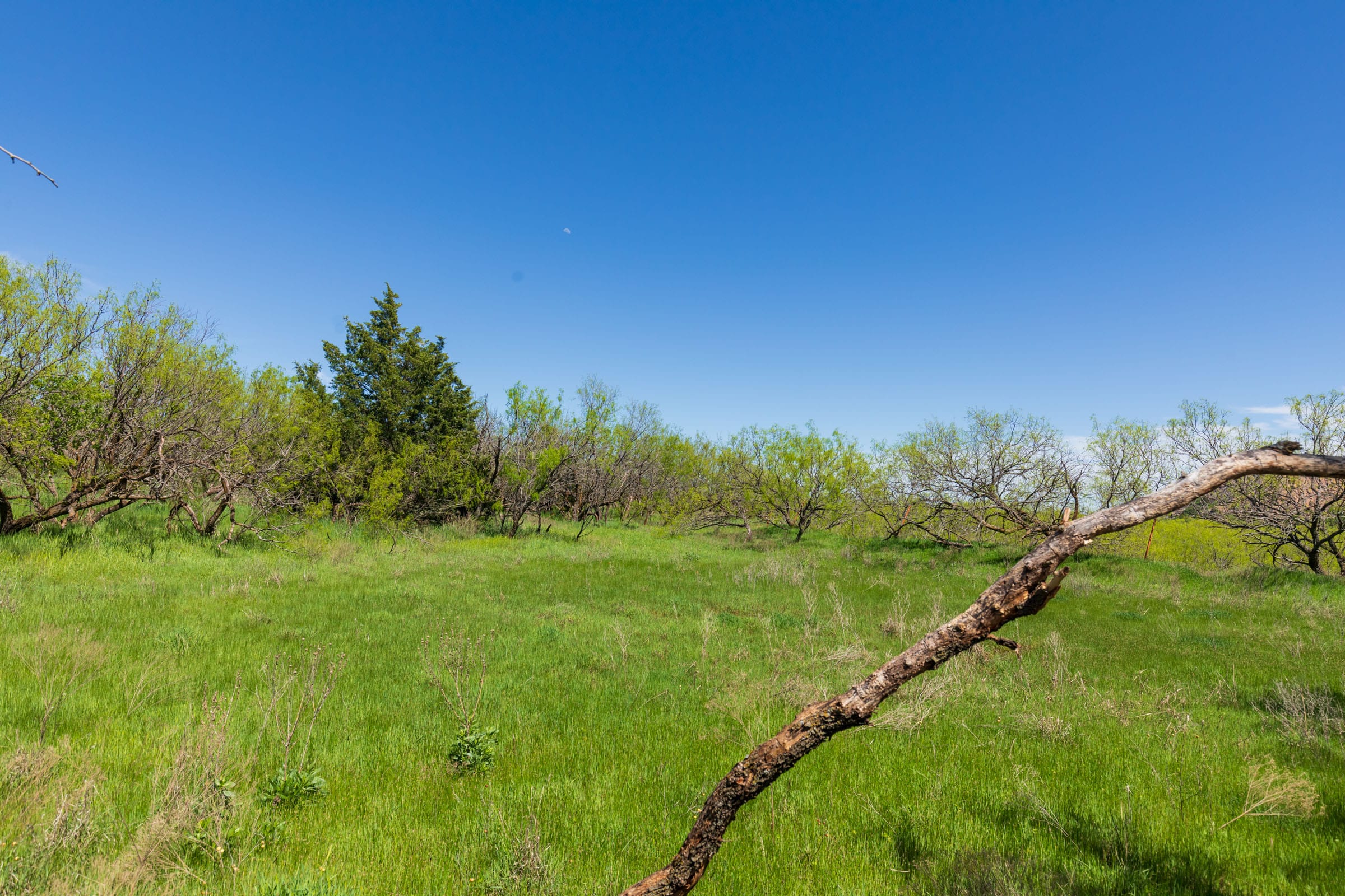 Hackberry Fields Tract 20 photo 9