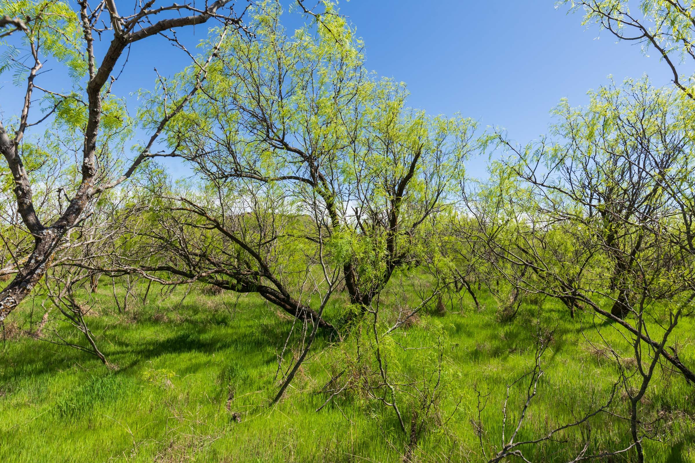 Hackberry Fields Tract 20 photo 8