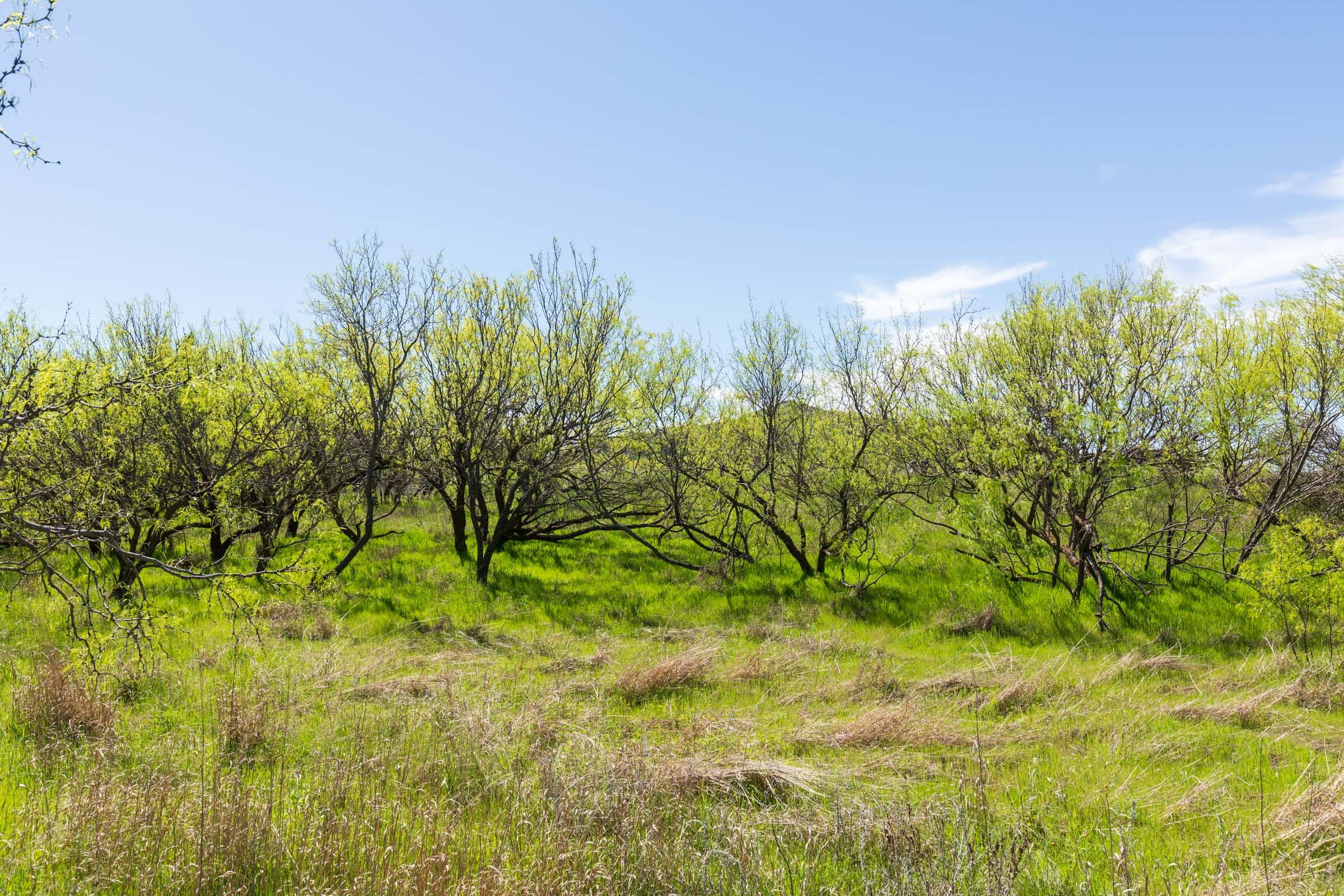 Hackberry Fields Tract 20 photo 10