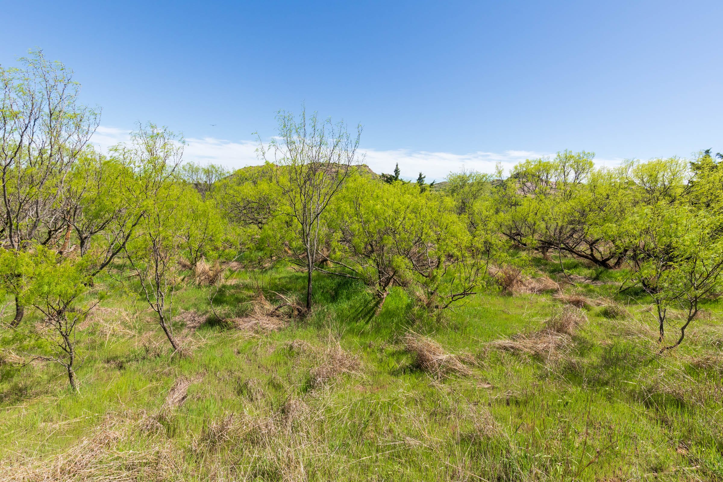 Hackberry Fields Tract 20 photo 11