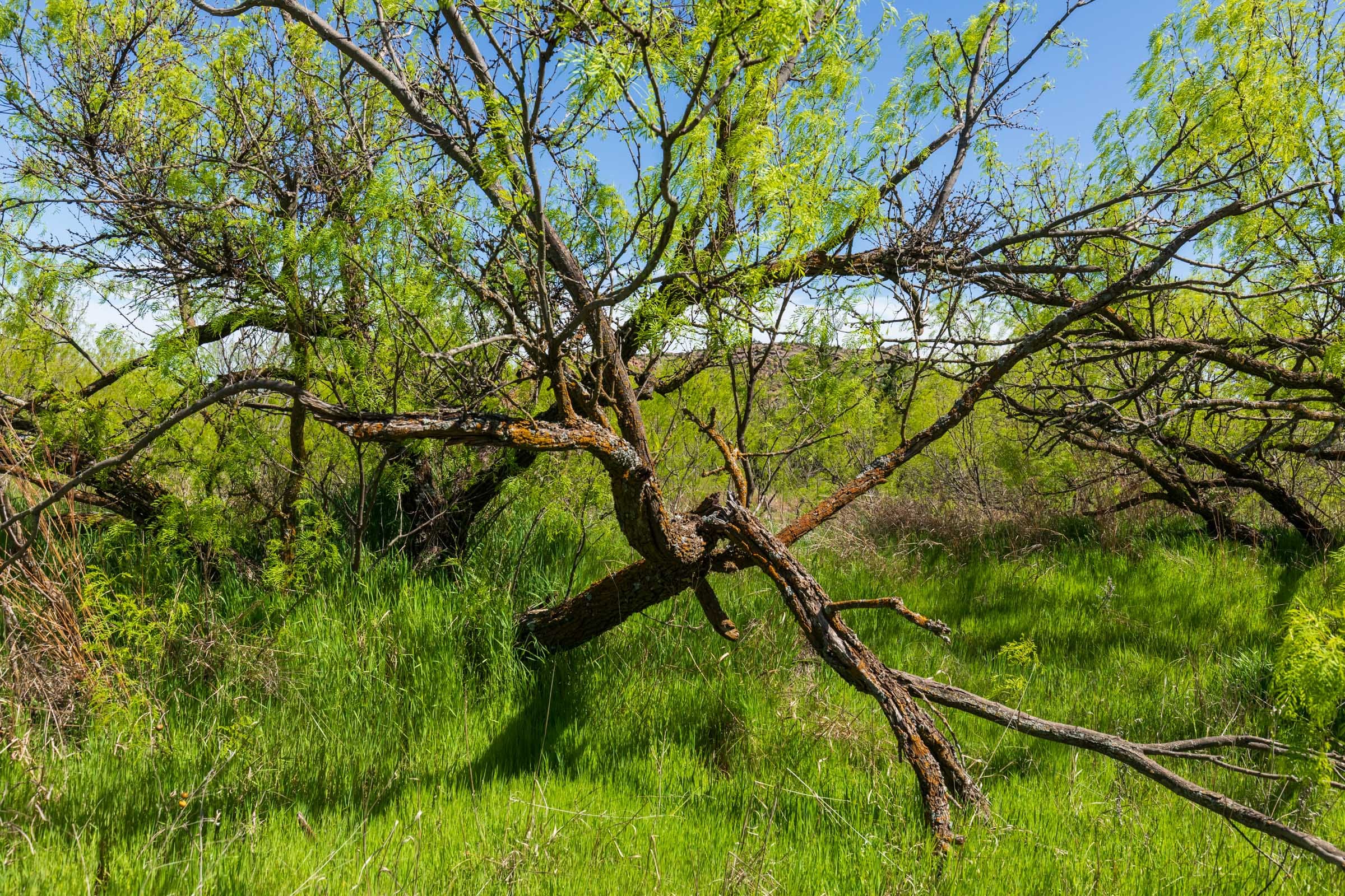 Hackberry Fields Tract 20 photo 6