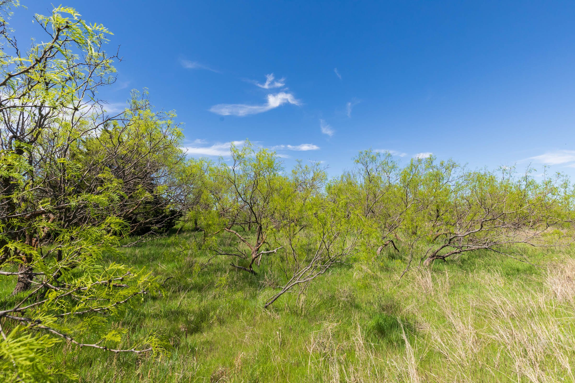 Hackberry Fields Tract 20 photo 15