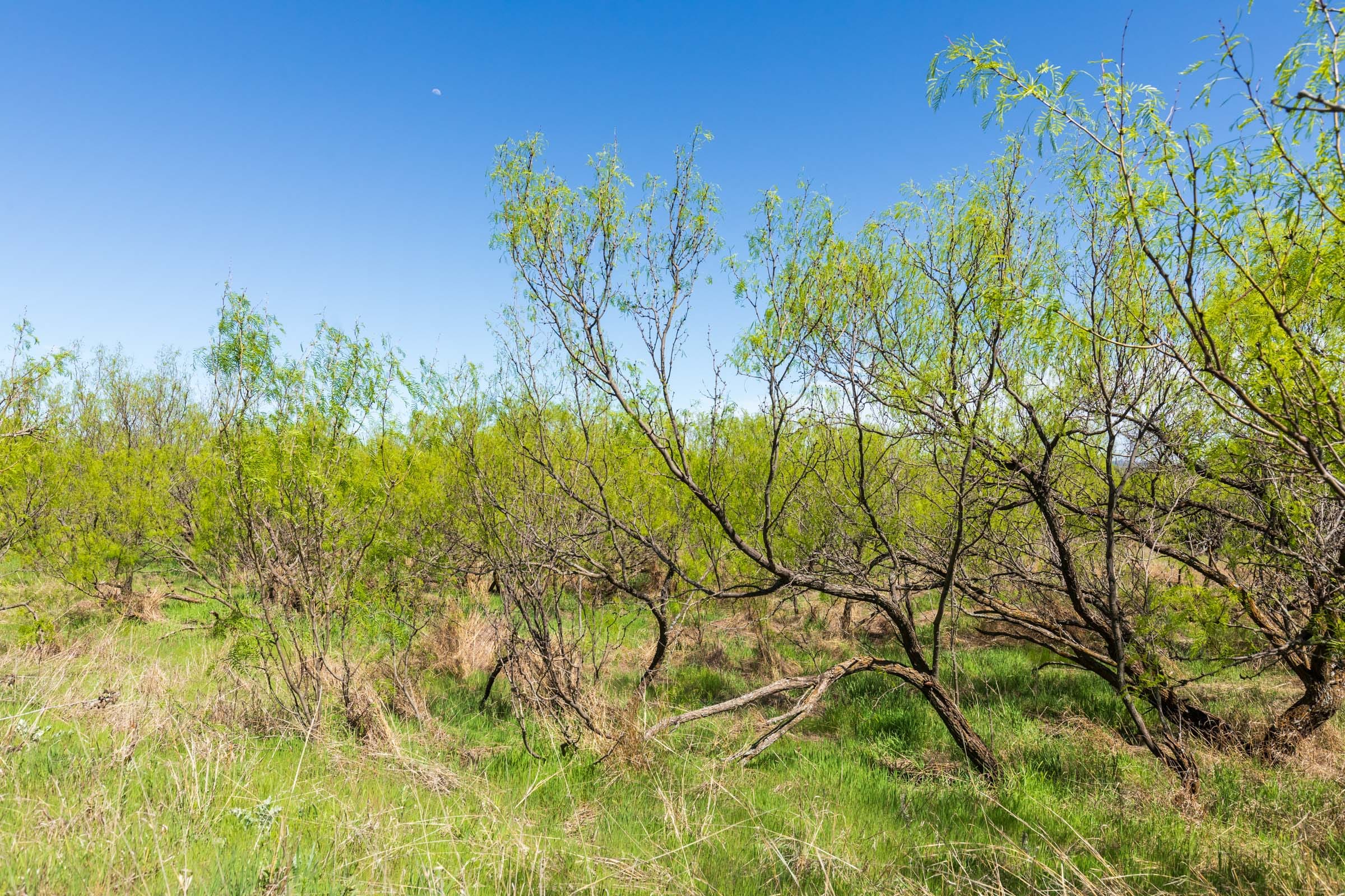 Hackberry Fields Tract 20 photo 14