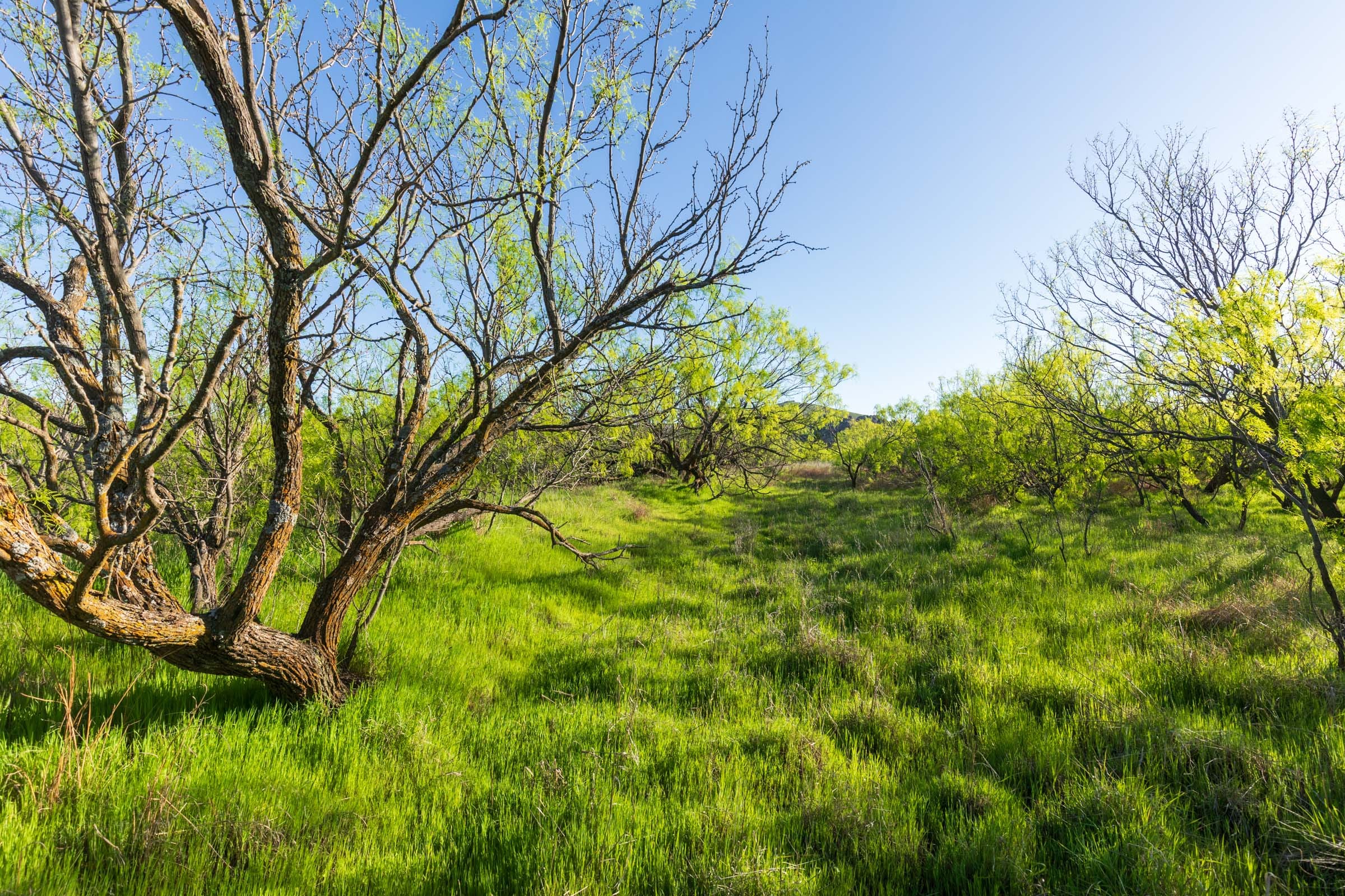Hackberry Fields Tract 20 photo 24