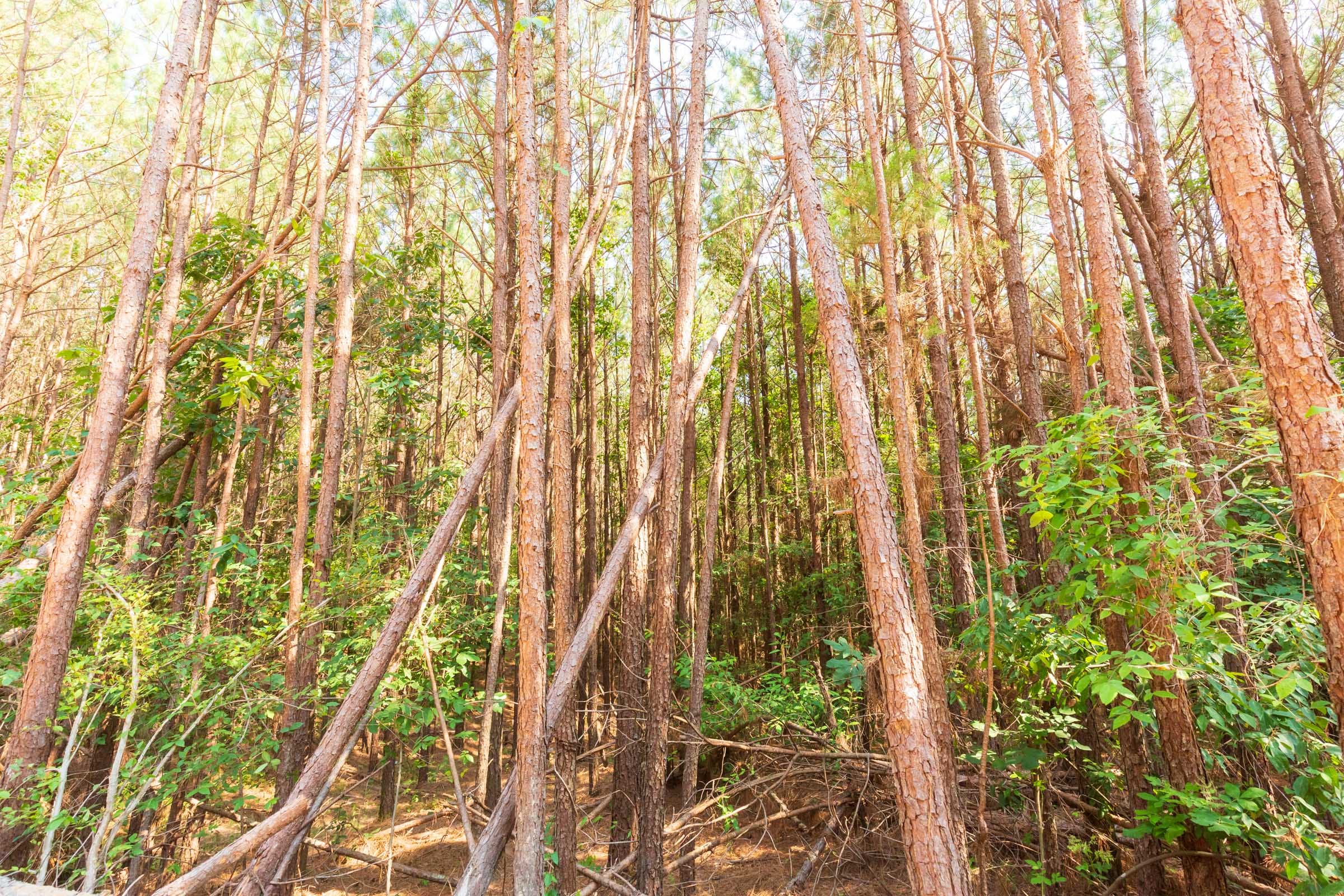 Whiskey Ridge Tract 97 photo 5