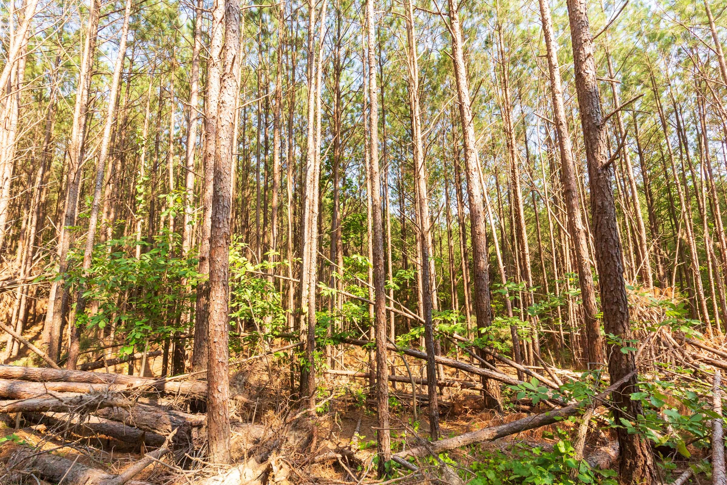 Whiskey Ridge Tract 97 photo 6