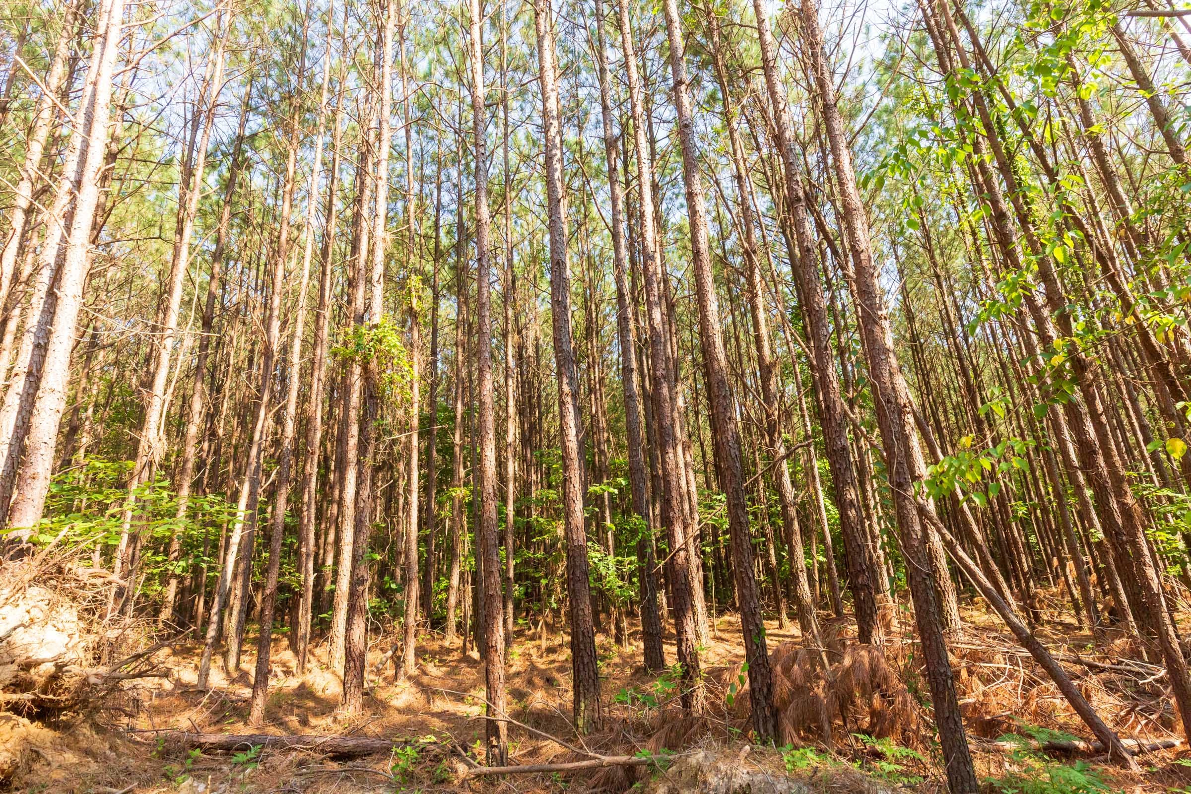 Whiskey Ridge Tract 97 photo 8