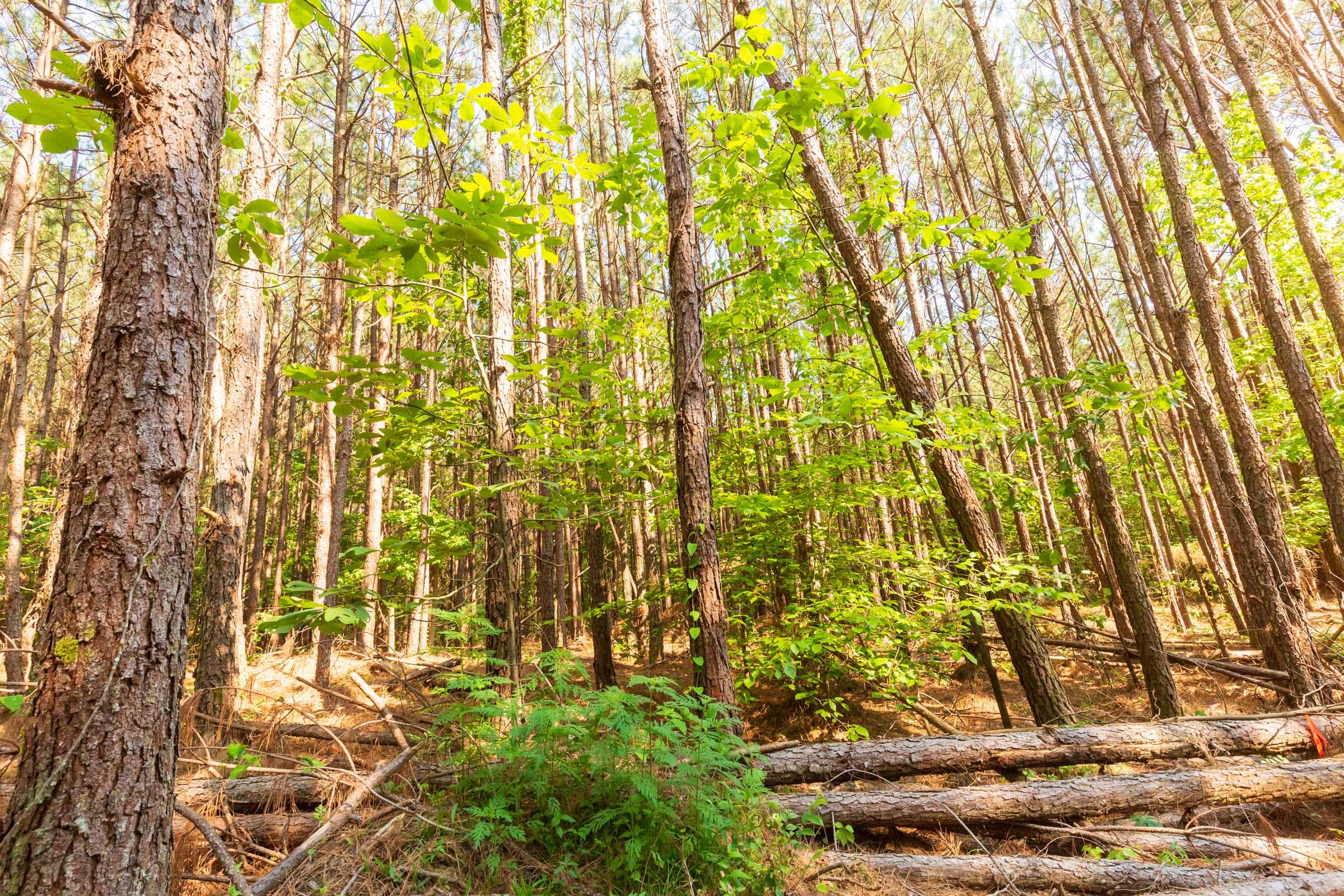 Whiskey Ridge Tract 97 photo 9